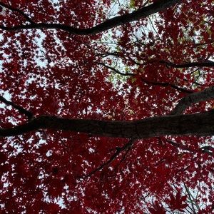 Meet your Posher, Celia